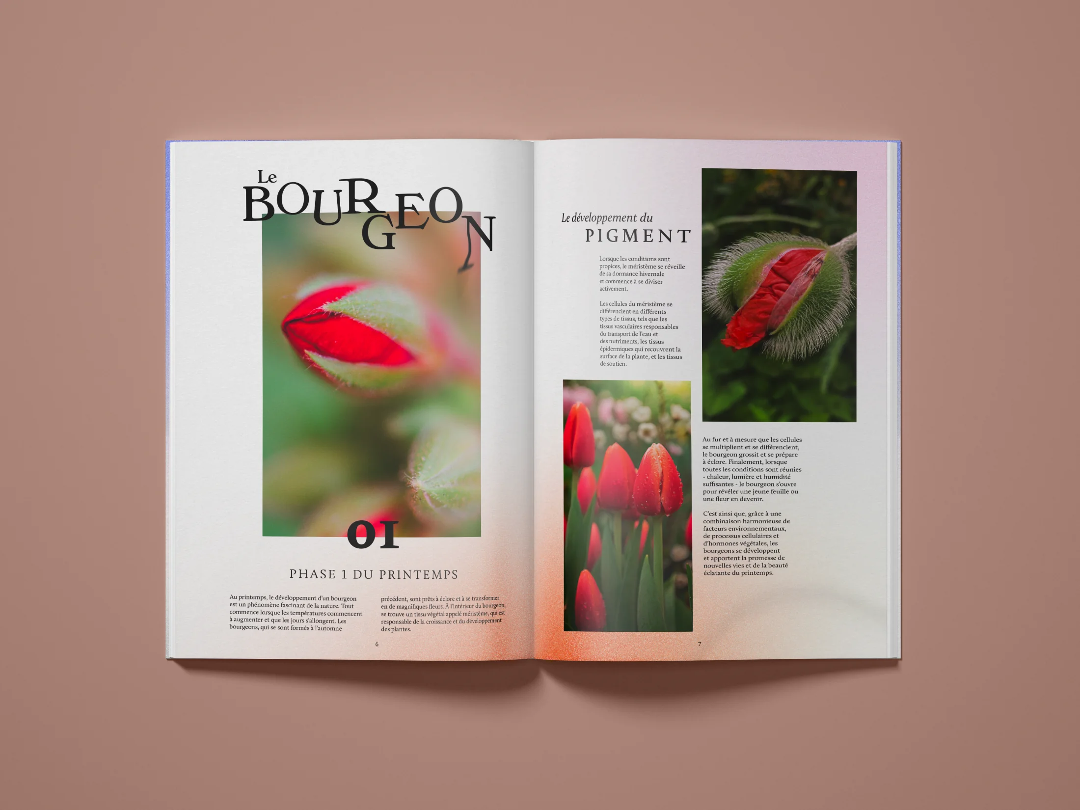 Diptyque, double page Bourgeon, phase 01 du printemps : tulipe rouge en macro, typographie Le Bourgeon morcelée.